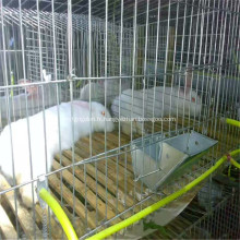 Cage et cage pliés galvanisés pour volaille / bétail